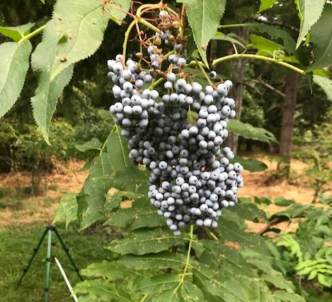 Exploring blue elderberry’s bioactive compounds with Elderberry Wisdom Farm